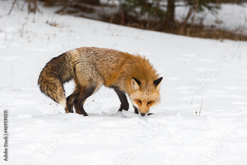 Red Fox  Vulpes vulpes  Turns to Sniff in Snow Winter