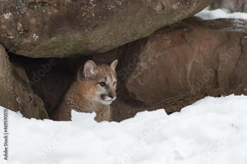 Female Cougar (Puma concolor) Lies in Rock Den Winter photo