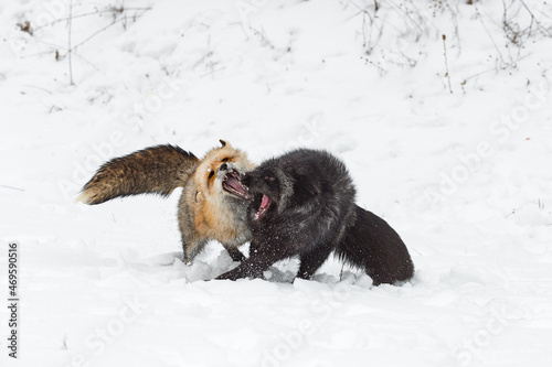 Red Fox and Silver (Vulpes vulpes) Conflict in Snow Teeth Bared Winter
