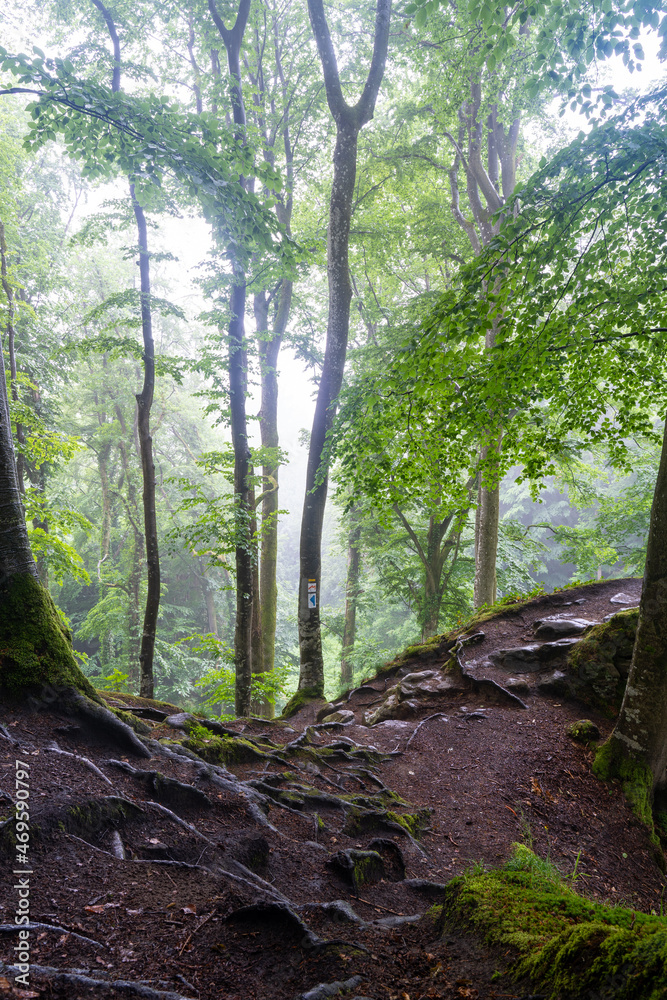 Fototapeta premium Mullerthal Trail in Little Switzerland, Luxembourg