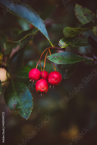 Fall berries 