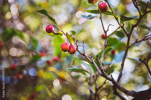 Fall berries 