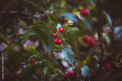 Fall berries 