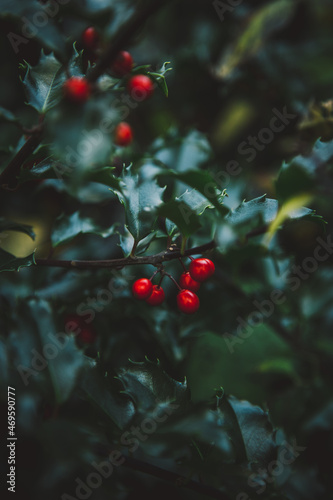 Fall berries 