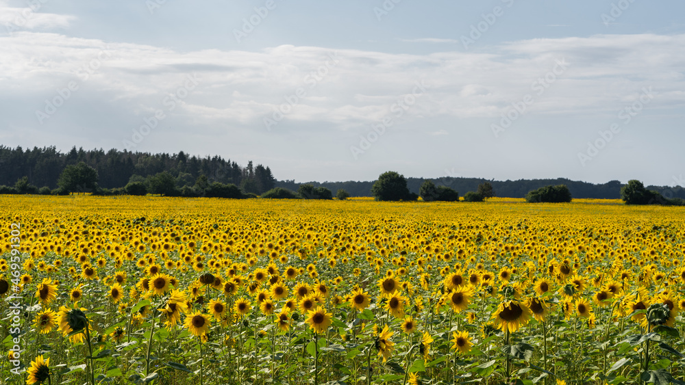 Field of sunflowers in Eastern Germany
