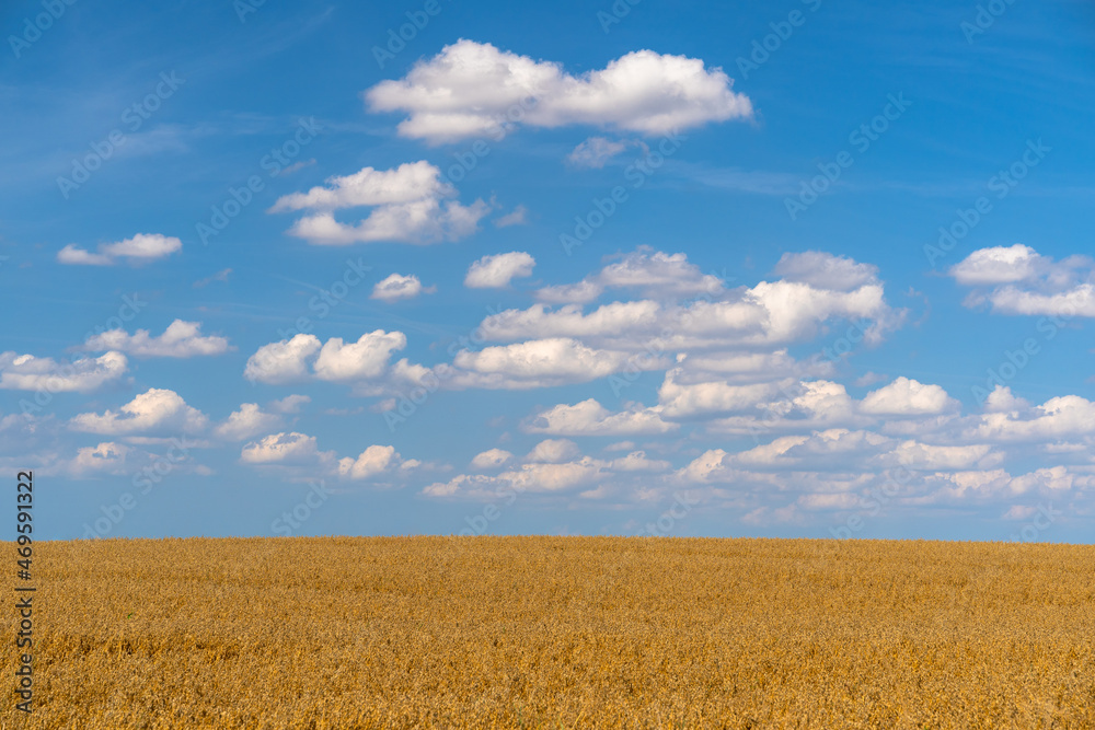 Wheat field and blue sky with white fluffy clouds, Laage, Germany