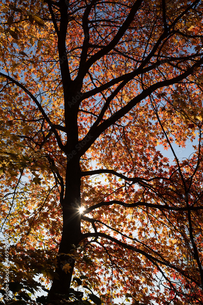 Central Park in fall colors autumn season in new york city 