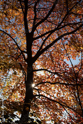 Central Park in fall colors autumn season in new york city 