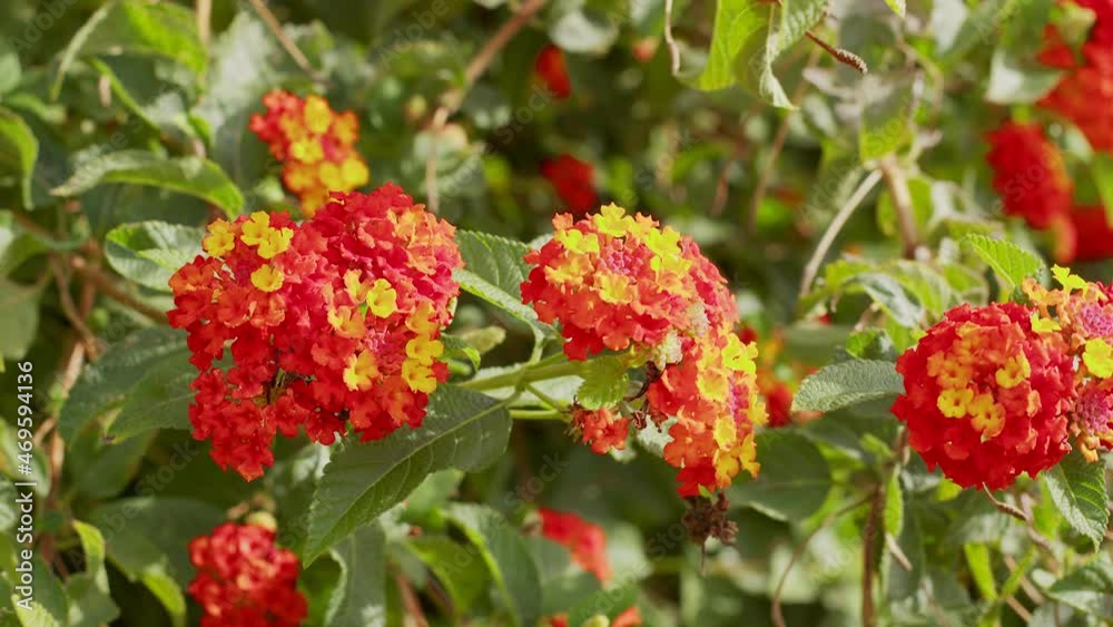Red And Yellow Flowers. Blooming red and yellow Flower close up slider shot Red And Yellow Flowers. Blooming red and yellow Flower close up slider shot