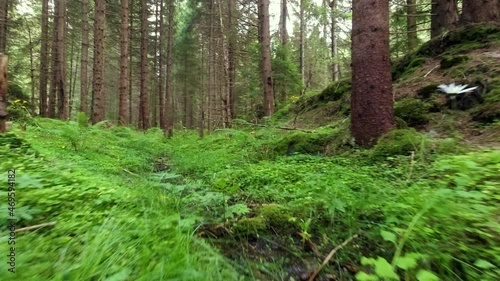 Wallpaper Mural Green grass in the mountain forest on sunny summer day. 4K slow motion. Outdoor adventure and wild nature travel concept. Torontodigital.ca