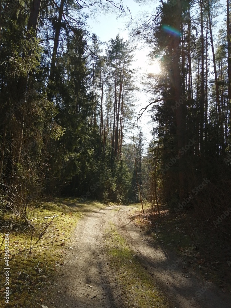 Fototapeta premium path in the woods