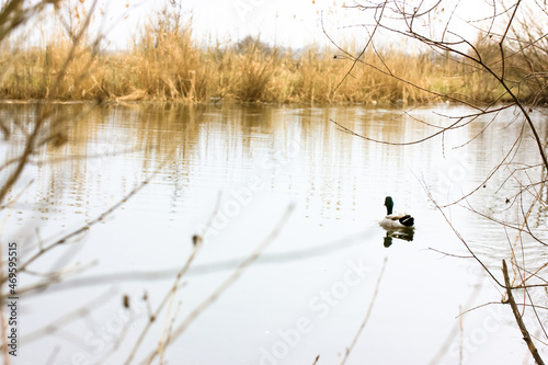 A wild duck swimming in a cold water of a river, lake, pond in the fall season. Dry grass and bare tree branches at autumn. Poultry farming, mallard bird hunting. Anas platyrhynchos. Place for text.