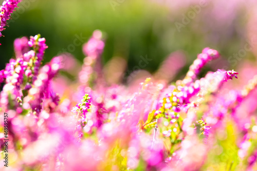Beautiful blooming pink heather in a forest clearing at sunny day. Small lilac purple flowers on long stems. Flowering, gardening. Calluna vulgaris on green blurry background. Flower store concept.