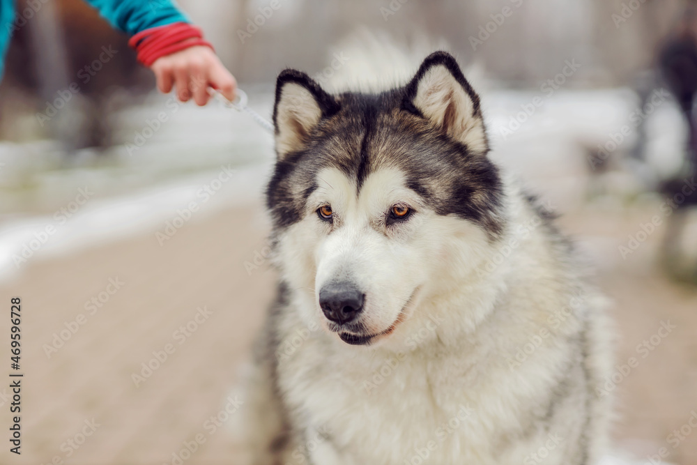 Cute dog on a leash. Dogs in a walk. Winter day