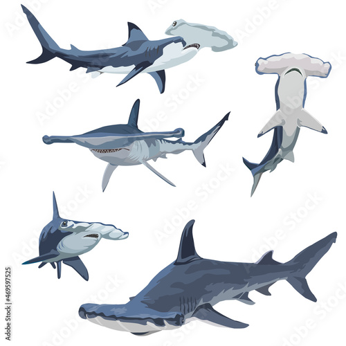 set of hammer head shark vector  © Deni