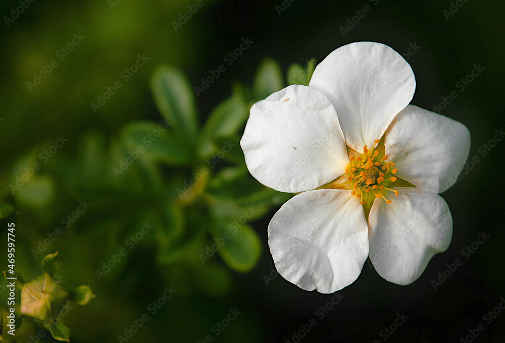 white flower in the garden white flower in the garden