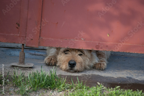 dog in the yard