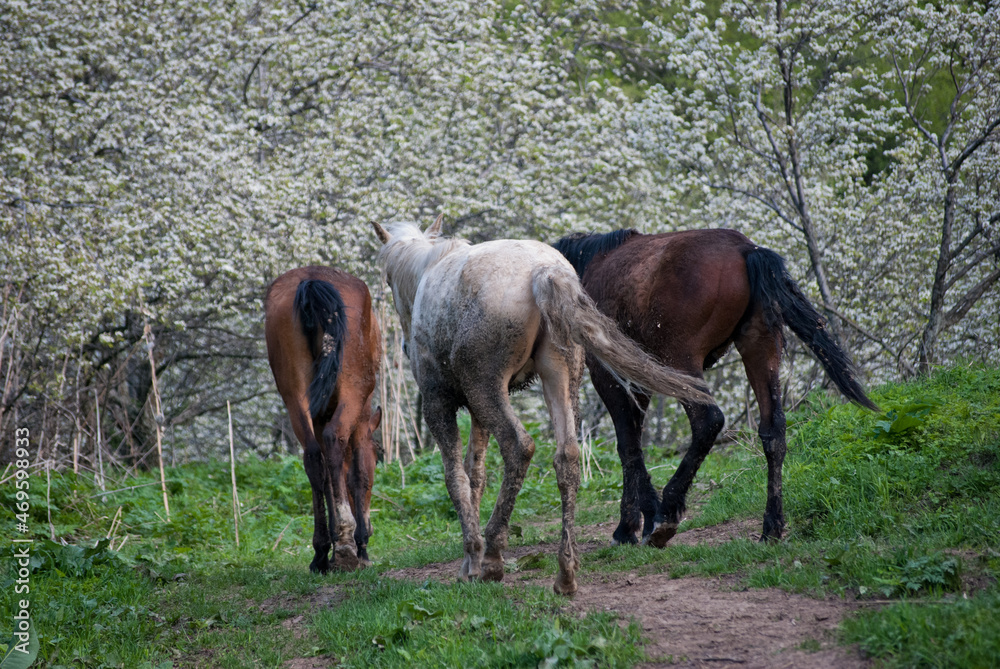 rural horses walking into blooming pear orchard in the foothills of almaty mountains in kazakhstan rural horses walking into blooming pear orchard in the foothills of almaty mountains in kazakhstan