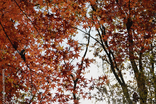 가을풍경인 낙엽 단풍이 아름답게 햇살에 반짝입니다.