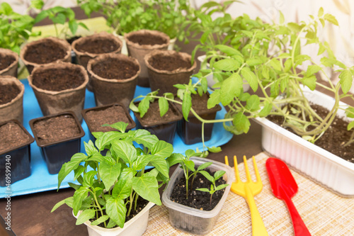 Little young plants in pots. Growing, seeding, planting, transplant seedling, homeplant, vegetables at home 