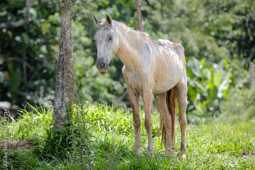 Horse in nature feeding beautiful and with soft hair.
