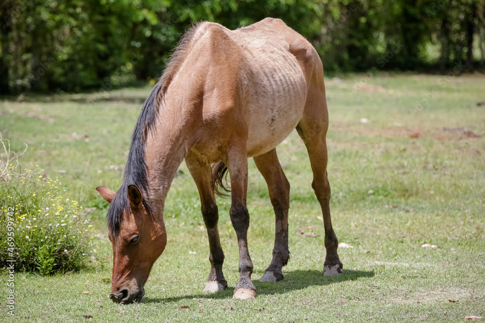 Fototapeta premium Horse in nature feeding beautiful and with soft hair. 
