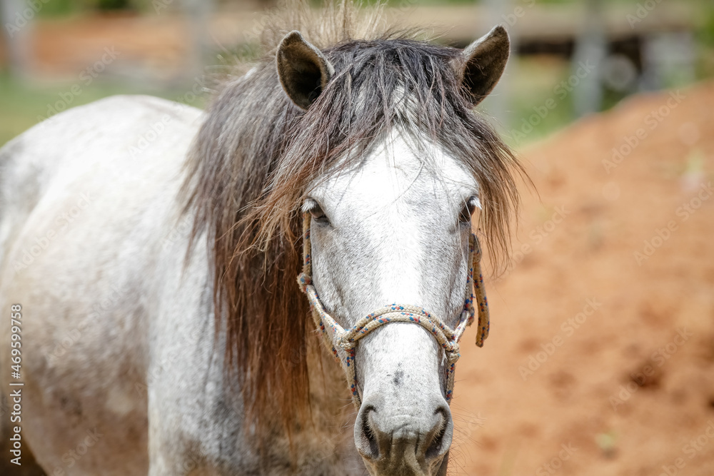 Obraz premium Horse in nature feeding beautiful and with soft hair. 