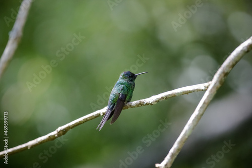 Lindo beija flor tomando agua na natureza. 