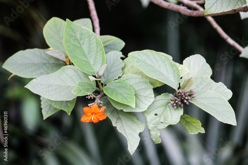 Cordia Sebestena tree  photo