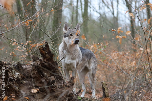 Tschechoslowakischer Wolfhund im Wald   Czechoslovakian wolf dog in the forest