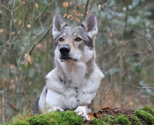 Tschechoslowakischer Wolfhund im Wald / Czechoslovakian wolf dog in the forest