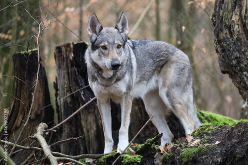 Tschechoslowakischer Wolfhund im Wald   Czechoslovakian wolf dog in the forest