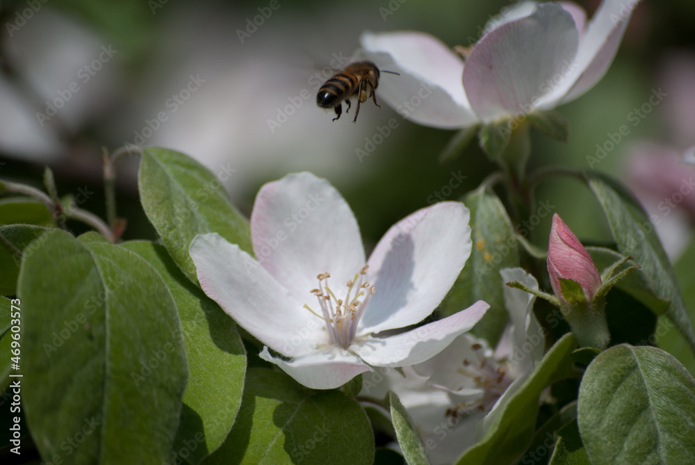 bee on a flower bee on a flower