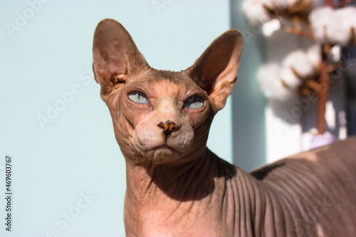 Beautiful gray blue-eyed bald Canadian Sphynx kitty white muzzle portrait on light blue background. Amazing cat in the interior. International Cat Day. A serious look into a camera. Lovely pet indoors © vita