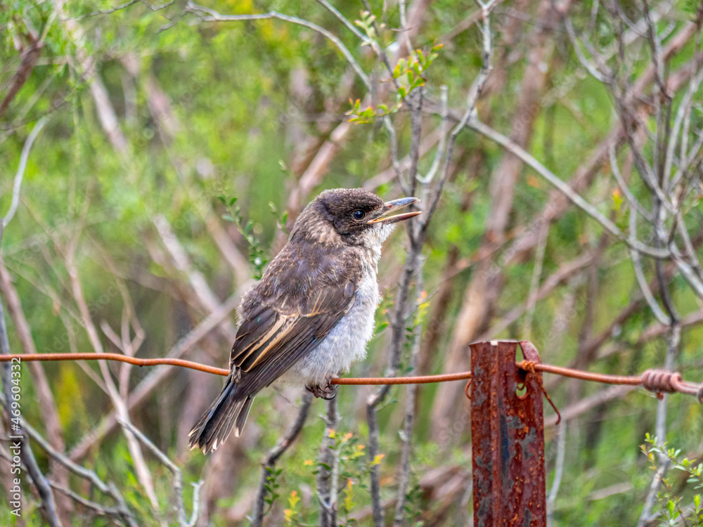 Juvenile Grey Butcher Bird Singing Juvenile Grey Butcher Bird Singing