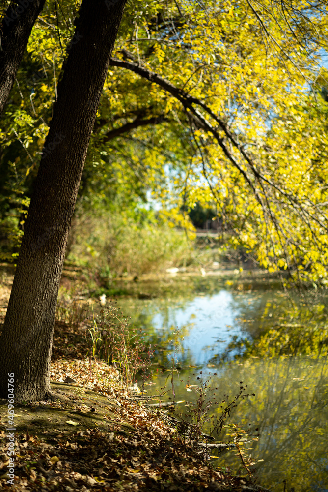 autumn in the forest