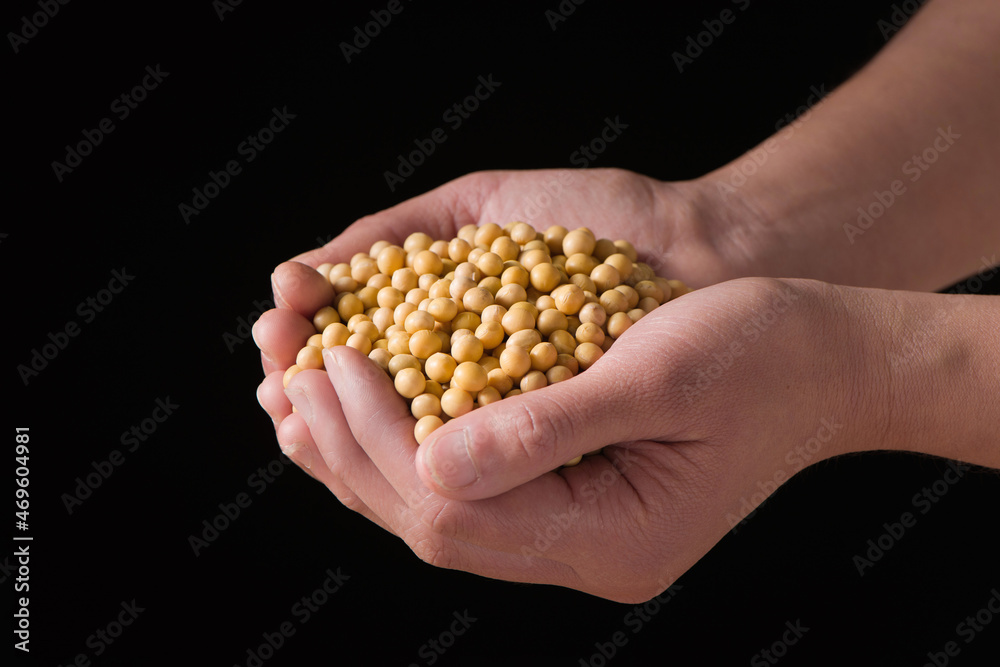 hand holding soybean grain on black background. hand holding soybean grain on black background.