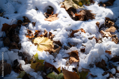 leaves in the snow