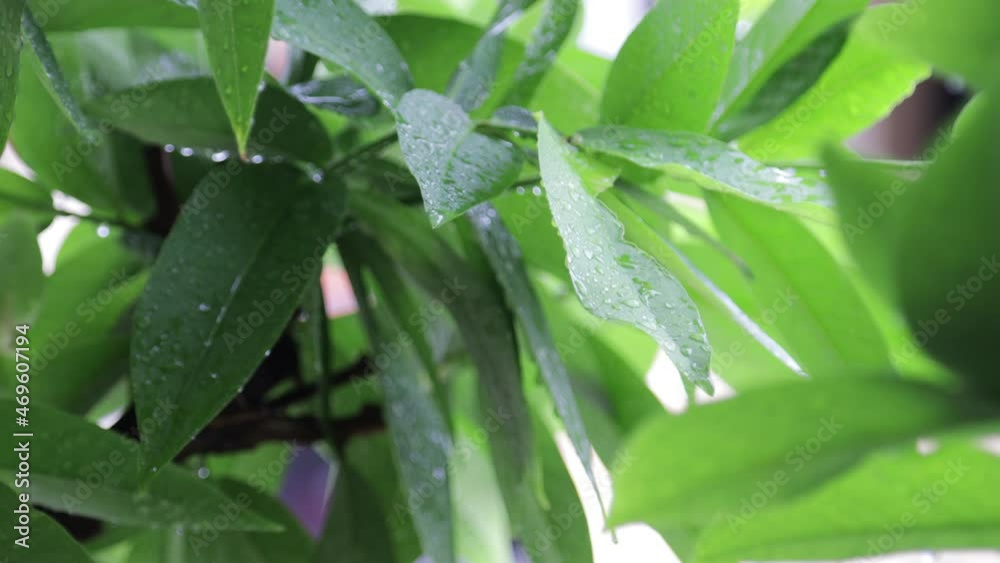 fresh green leaves that rain during the day fresh green leaves that rain during the day