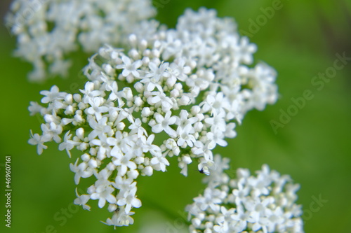 Valerian officinalis close-up on a green blurred background. Healing flowers and herbs