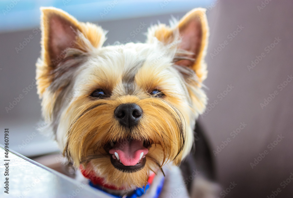 Funny cute small Yorkshire Terrier dog. Happy smiling puppy with open mouth.