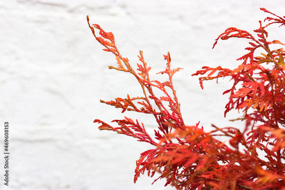 Thuja orientalis red branches on white background. Coniferous evergreen plant. Thuja orientalis red branches on white background. Coniferous evergreen plant.
