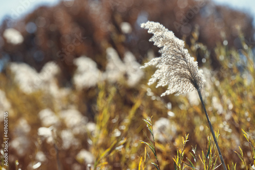 Flowering pampas grass in a field of a golden bokeh with copy space.
