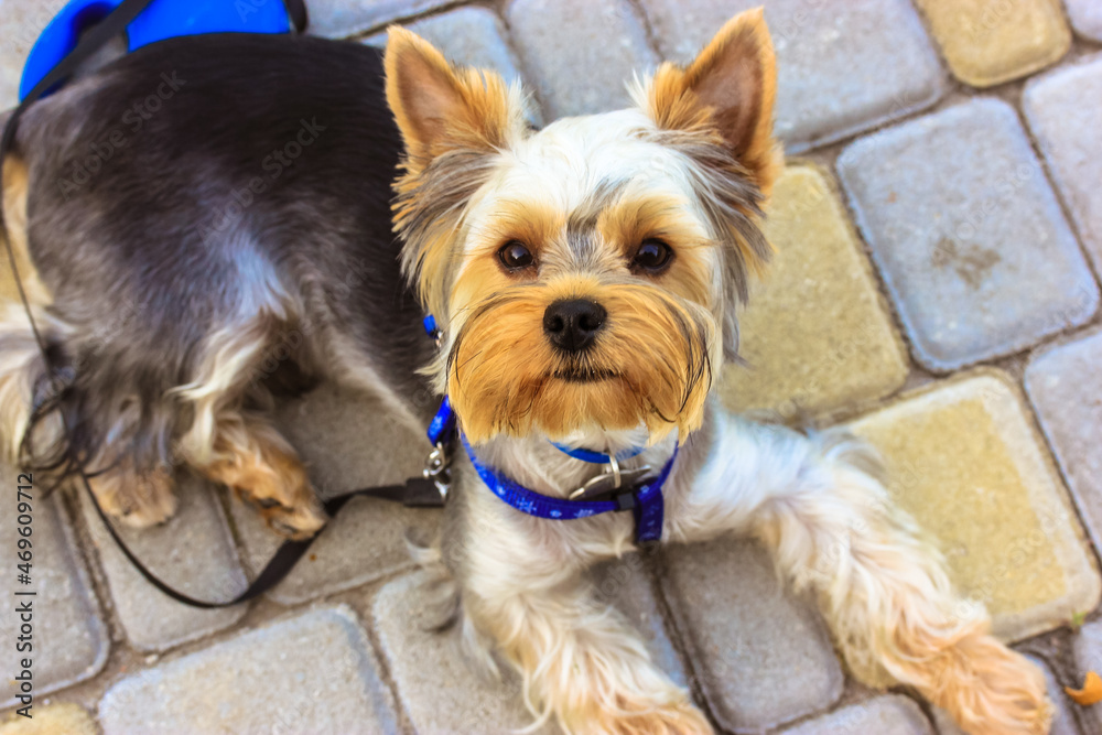 A beautiful little fluffy Yorkshire Terrier dog is lying on the tiled floor and looking up. A dog in a harness and leash is tired, resting outside. Dedicated pet waiting for owner, guarding the house. A beautiful little fluffy Yorkshire Terrier dog is lying on the tiled floor and looking up. A dog in a harness and leash is tired, resting outside. Dedicated pet waiting for owner, guarding the house.