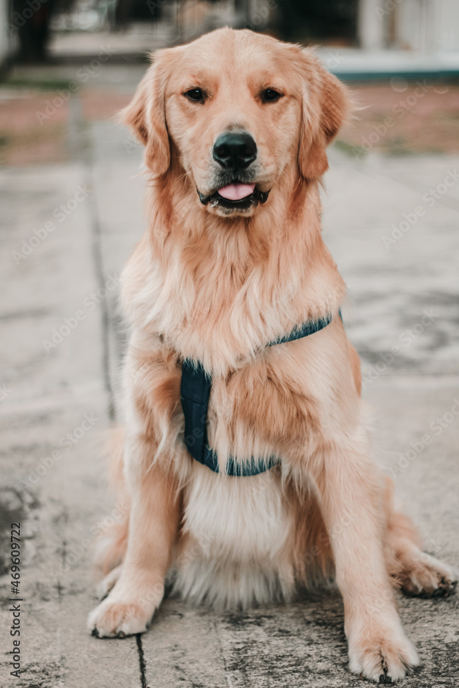 golden retriever dog