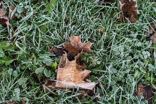 Background with frosty plants and dead maple leaves on a cold autumn morning