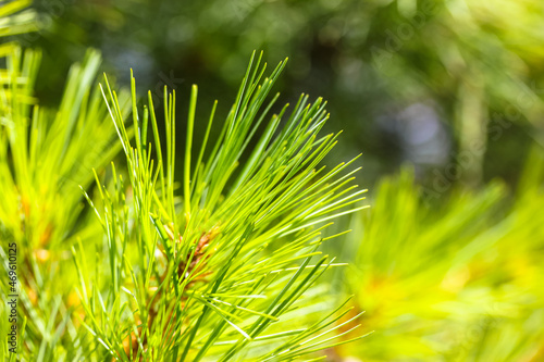 Pine branches background. Long, thin green-yellow spiny needles on a spruce branch at sunny summer, spring day. Tropical, subtropical coniferous forest. New Year's Tree. Natural background.