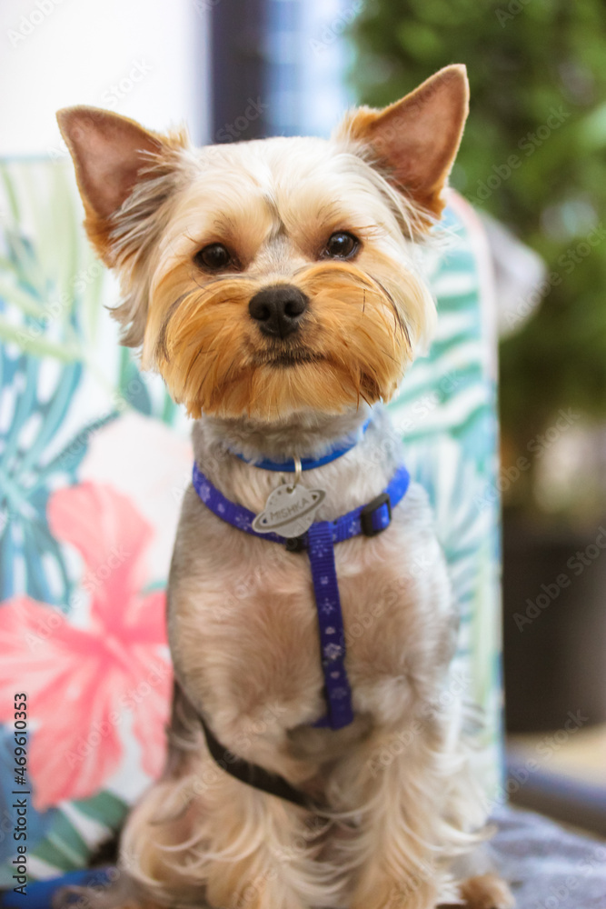 Pretty long-haired brown purebred Yorkshire Terrier little dog with a haircut sitting on a designer chair in a restaurant against a natural green background. The pet is outdoors. Funny doggy portrait. Pretty long-haired brown purebred Yorkshire Terrier little dog with a haircut sitting on a designer chair in a restaurant against a natural green background. The pet is outdoors. Funny doggy portrait.