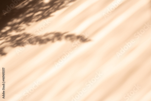 Abstract background with pampas grass natural shadows on a beige wall. Silhouette of reed on beige background