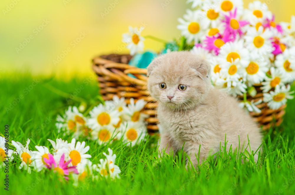 Small gray fold kitten sitting next to a wicker basket with a huge bouquet of daisies on the green grass